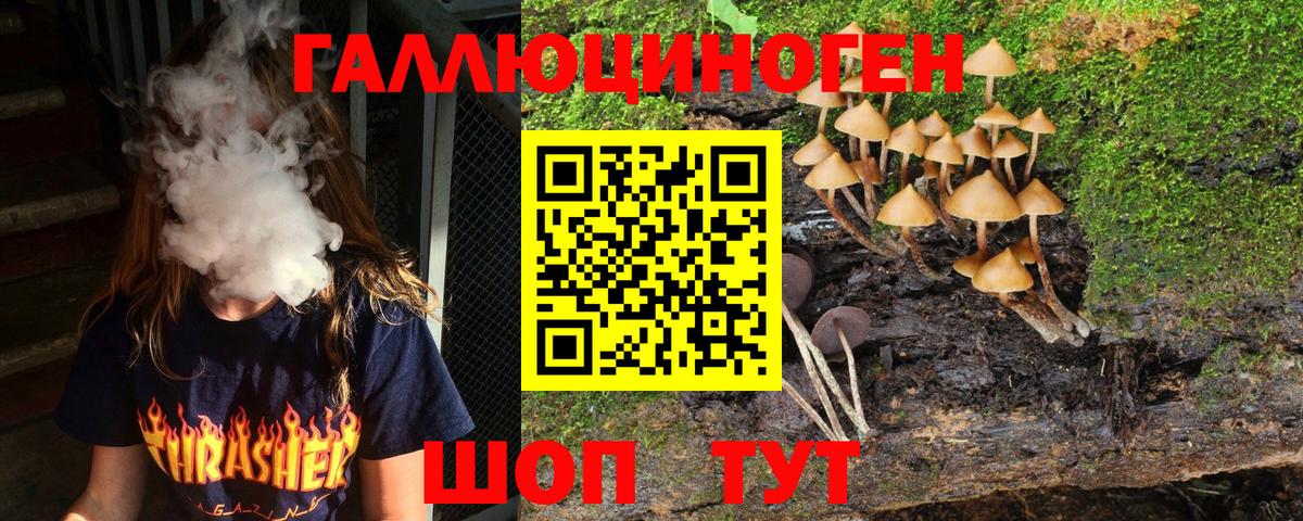 Псилоцибиновые грибы Psilocybe Абинск