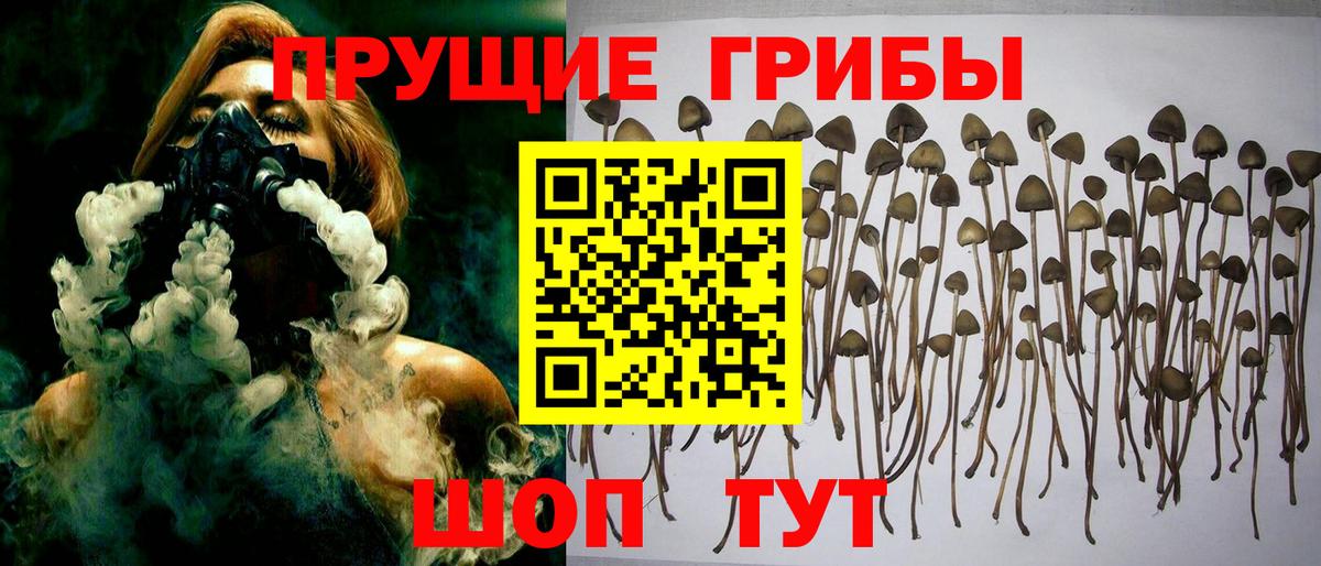 Галлюциногенные грибы GOLDEN TEACHER Абинск